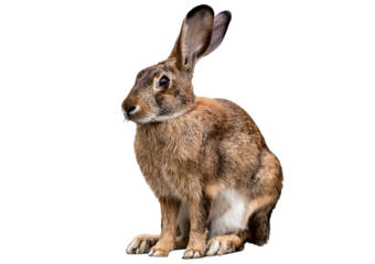 European rabbit isolated on a transparent or white background