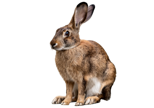 European rabbit isolated on a transparent or white background