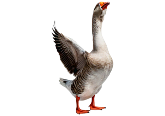 Funny goose point swing to side standing isolated on a transparent or white background