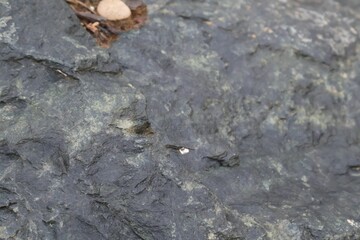 texture grise