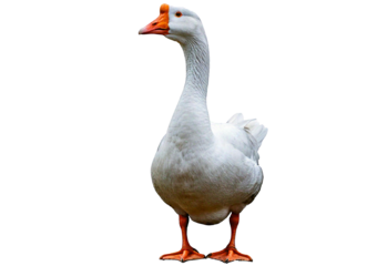 Goose white isolated on a transparent or white background