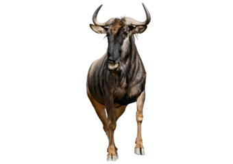 High-resolution wildebeest isolated on a transparent or white background