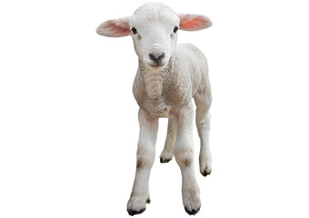 Fototapeta premium little white goat isolated on a transparent or white background