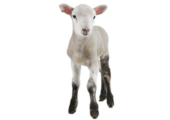 Fototapeta premium little white goat isolated on a transparent or white background