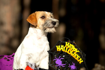 Jack Russell Terrier and Halloween