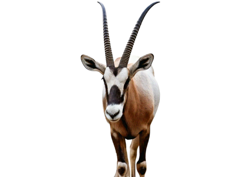 Scimitar horned oryx isolated on a transparent or white background