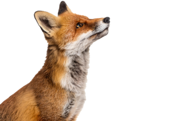 Red fox looking up, two years old isolated on a transparent or white background