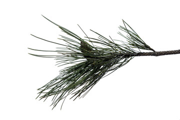 Fototapeta premium pine tree branch with cones