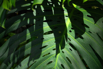 Tropical Rainforest Green leaves of Monstera, Swiss Cheese Plant for Eco background © Quality Stock Arts