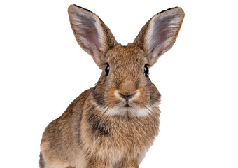 Obraz premium Young European rabbit facing and looking at the camera isolated on a transparent or white background