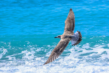 Gabbiano in volo sul mare