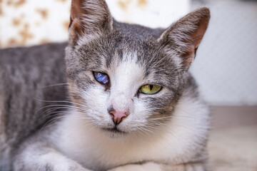 a cat with a cataract on his eye