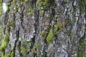 texture arbre