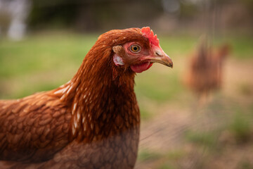 Hühner auf dem Bauernhof Nahaufnahmen von Hühnern Hühnerfedern freilaufende Hühner Eierlegen und ländliche Lebensweise auf dem Bauernhof