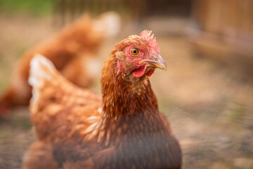 Hühner auf dem Bauernhof Nahaufnahmen von Hühnern Hühnerfedern freilaufende Hühner Eierlegen und ländliche Lebensweise auf dem Bauernhof
