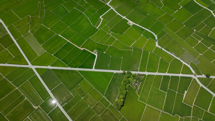 Lush green fields and winding paths along Paradise Road in Taiwan under a bright sky