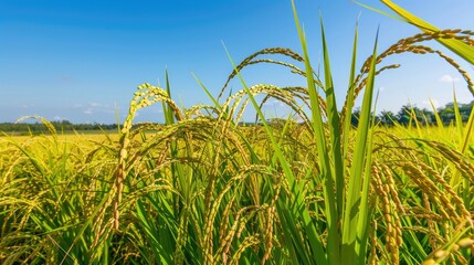 Obraz premium Rice field in pre-harvest stage under clear blue sky.