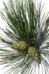 pine tree branch with cones