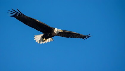 Obraz premium Stunning natural ecosystem image of soaring bald eagle in clear sky