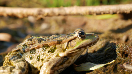Marsh frog Pelophylax ridibundus green close-up, amphibian water frog sits on mud animal moss wetland, endangered species of nature, natural purity indicator biodiversity detail, swamp Europe