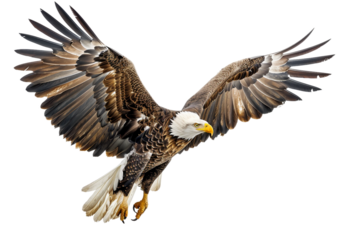Bold Eagle Hunting in Its Natural Habitat Isolated on Transparent Background