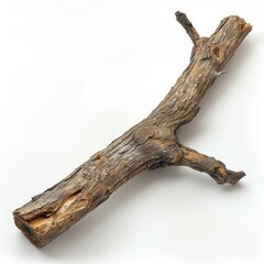 Closeup of dry wooden Trunk branch.  Closeup of dry wooden Trunk branch.