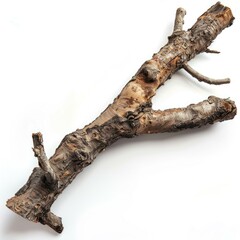 Fototapeta premium Closeup of dry wooden Trunk branch. Closeup of dry wooden Trunk branch.