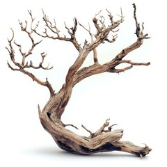 Deadwood  dead tree on white background