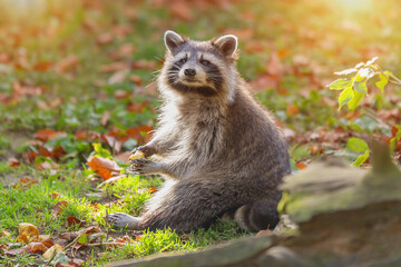 Obraz premium Raccoon sits on the grass with autumn leaves in the rays of the sun, a photo of an animal. Predatory mammal of the raccoon family. Environmental protection, environmental issues. Animal in autumn