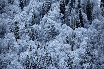snow covered trees winter landscape