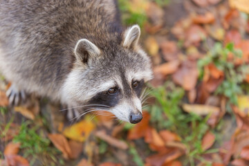 Close-up portrait of a raccoon with a background of autumn leaves, muzzle, photo of the animal. Predatory mammal of the raccoon family. Environmental protection, environmental issues. Animal in autumn
