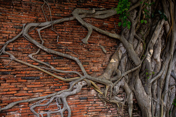 Ancient Wall Red Brick with Roots Tree Background