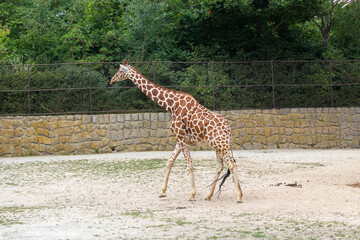A tall, spotted giraffe walks through the national park with other animals.
