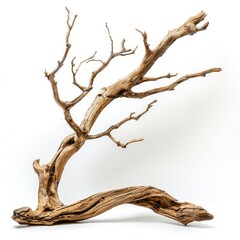 Piece of branches of driftwood tree isolated on white background with clipping path