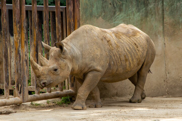 Fototapeta premium A white rhinoceros calmly walks on the sand in a national park