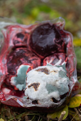A close-up of mold-covered food in plastic packaging, showcasing the vibrant contrast of decay and color. Ideal for educational or environmental projects.