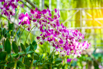 Tropical beautiful orchid flowers in pots in wet exotic garden cultivation breeding propagation growing © aapsky