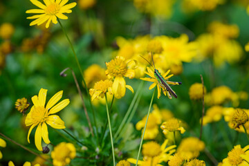 Vivid Green Grasshopper Resting on a Bright Yellow Chrysanthemum