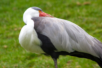 Fototapeta premium A stork rests with its beak hidden. In the national park of the Czech Republic