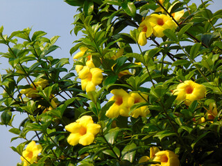 Golden trumpet flowers bloom