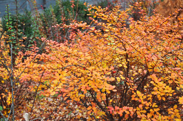 The Thunberg barberry in autumn colors. Beautiful colorful barberry plant in the garden