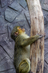 A small monkey is playing on a tree in a national park in the Czech Republic. Close-up