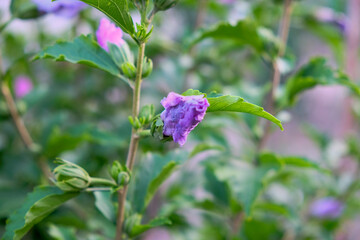 A closeup of a beautiful purple flower on a plant with green leaves