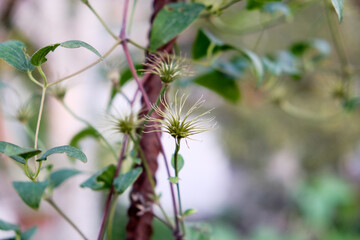 Closeup of a beautiful plant with vibrant flowers and green leaves