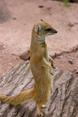 A yellow mongoose stands on its hind legs in the sand and looks out for prey.