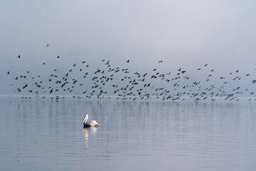 birds on the lake