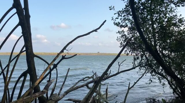 River water in an estuary with many mangrove trees to prevent coastal abrasion