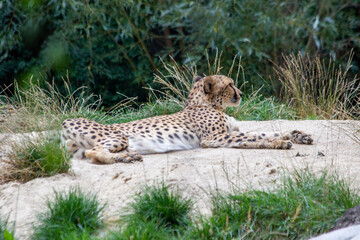 A cheetah lies, resting on the sand, against a background of green bushes and stones