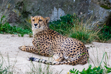 A cheetah lies, resting on the sand, against a background of green bushes and stones