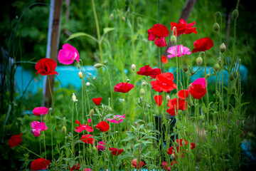 field of poppies